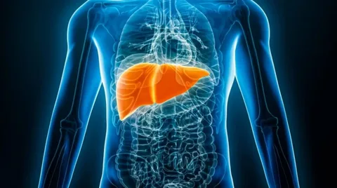 Living with Sleek Liver Disease